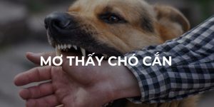 Giấc mơ bị chó cắn nói lên điều bị