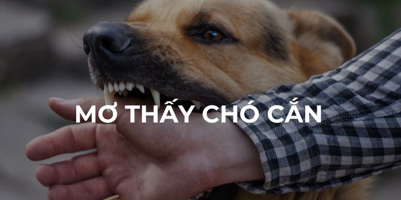 Giấc mơ bị chó cắn nói lên điều bị