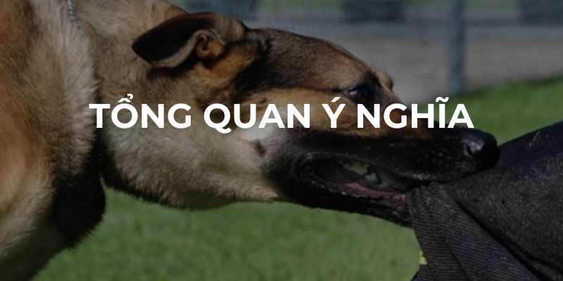 Tổng quan ý nghĩa về giấc mơ bị chó cắn 