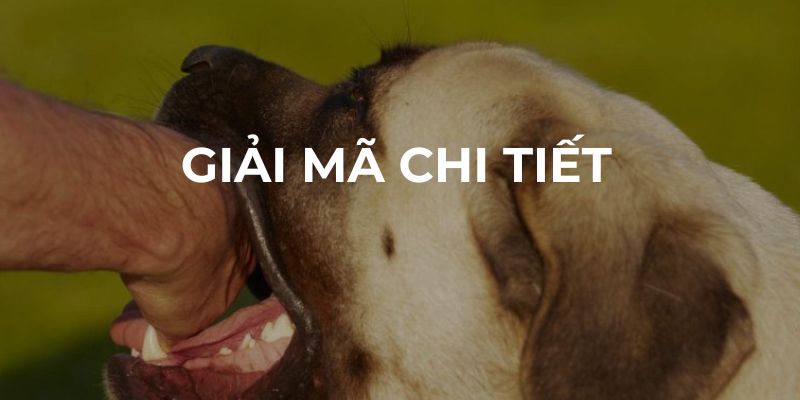 Giải mã chi tiết về giấc mơ bị chó cắn