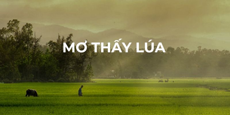 Giới thiệu về giấc mơ thấy lúa