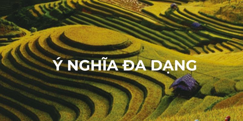 Giải mã đa dạng về giấc mơ thấy lúa